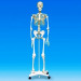 Макет скелета человека, рост 160 см Edu-Toys