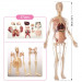 Анатомическая модель человека скелет + органы, женщина, размер 56 см Edu-Toys