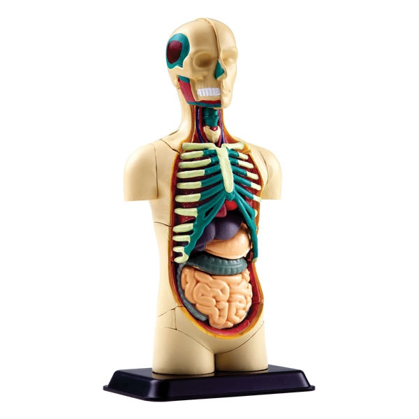Анатомическая модель человека,  12,7 см Edu-Toys