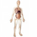 Анатомическая модель человека скелет + органы, мужчина, размер 57 см Edu-Toys