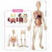 Анатомическая модель человека скелет + органы, мужчина, размер 57 см Edu-Toys