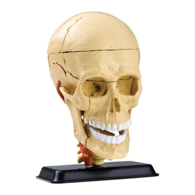 Анатомическая модель череп человека Edu-Toys