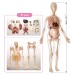 Анатомический набор беременная женщина, размер 56 см Edu-Toys