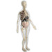 Анатомический набор беременная женщина, размер 56 см Edu-Toys