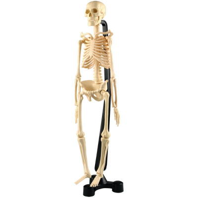 Сборная модель скелета человека, размер 38 см Edu-Toys