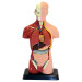 Анатомическая модель человеческого тела, торс 27 см Edu-Toys
