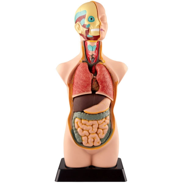 Анатомическая модель человеческого тела, торс 50 см Edu-Toys