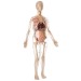 Анатомическая модель человека скелет + органы, женщина, размер 56 см Edu-Toys