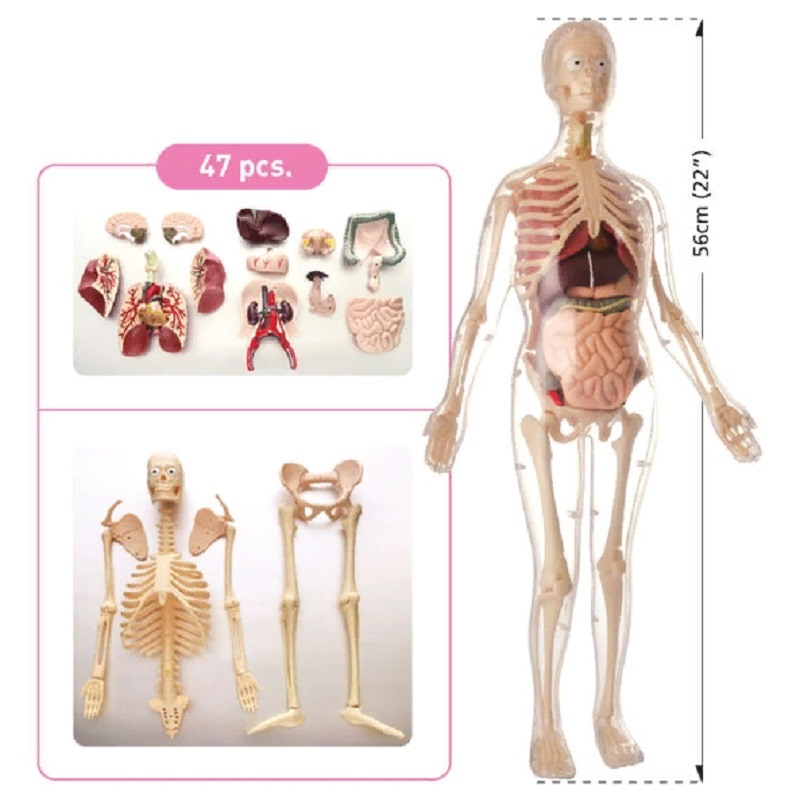Скелет Человека С Органами Фото