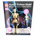 Сборная модель скелета человека, размер 24 см Edu-Toys