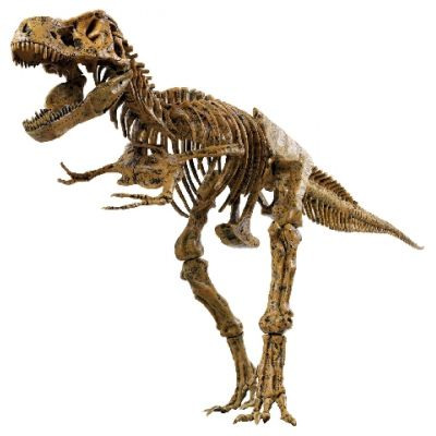 Большой сборный скелет динозавра размером 91 см